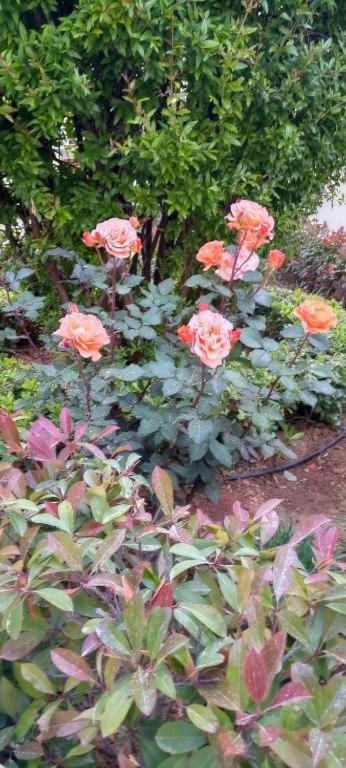 Stamatias Home, Fully Equipped Cottage 5 Minutes From The Sea 干尼亞 外观 照片